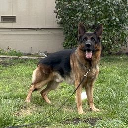 Otto - Black and red male German Shepherd puppy in Stockton, California from Zaragoza German Shepherds