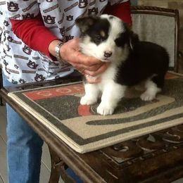 Pembroke Welsh Corgi Puppies from Countrylane Corgis