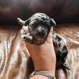Timber - Merle male Bernedoodle puppy in Shingle Springs, California from Kindred Oak Goldendoodles