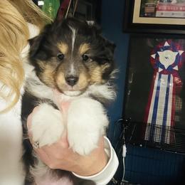 Shetland Sheepdog puppies from Jesstar Shetland Sheepdogs