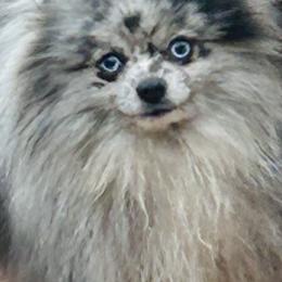 Sampson - Blue merle male Pomeranian puppy in Buck Valley, Pennsylvania from Buck Valley Pomeranians