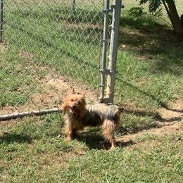 Priscilla - Yorkshire Terrier