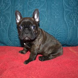 Skye - Brindle female French Bulldog puppy in Salem, Alabama from Millander Bullies  French Bulldogs