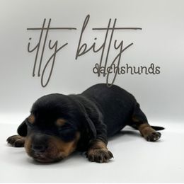 Sonny - Black and tan male Dachshund puppy in Canton, Texas from Itty Bitty Dachshunds