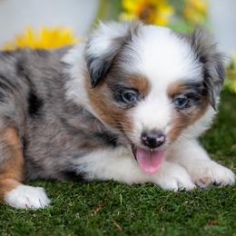 Ovation - Blue merle female Miniature American Shepherd puppy in Granbury, Texas from Best Little Aussies