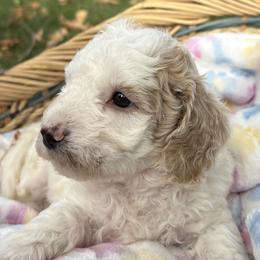 Treasure - Buff and white male Cockapoo puppy in Larimer County, Colorado from Puppy Love Doodles
