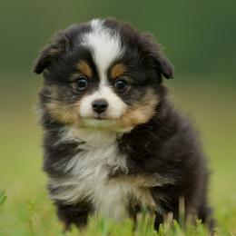Moon - Black tri male Toy Australian Shepherd puppy in Hartman, Arkansas from Southern Edition Aussies