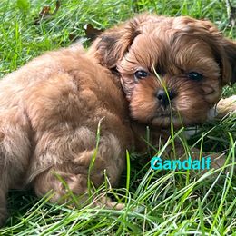 Gandalf - Red and tan male Shih Tzu puppy in Bloomfield, Indiana from Meihem Pups