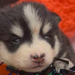 Ziggy - Black and white female Pomsky puppy in Spring Hill, Florida from PDQ Pomskies