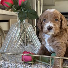 Brenda - Red  female Goldendoodle puppy in Yuciapa, California from AlltheDoodlez_