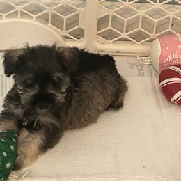 Boy 4 - Salt and pepper Miniature Schnauzer puppy in Dunkirk, Indiana from Walker's Schnauzers