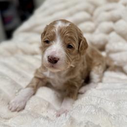 Beau (Blue) - Parti male Goldendoodle puppy in Twin Falls, Idaho from Magic Valley Family Doodles
