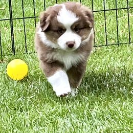 Miniature American Shepherd Puppies from Destiny Aussies