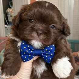 Chip - Chocolate male Shih Tzu puppy in Tallahassee, Florida from Bows and Bow Ties