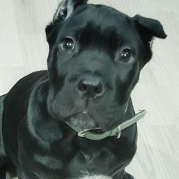 Crowley  - Cane Corso