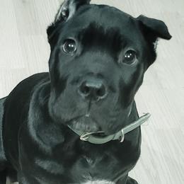 Crowley  - Cane Corso