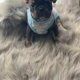 French Bulldog Puppies from Frenchie Empire