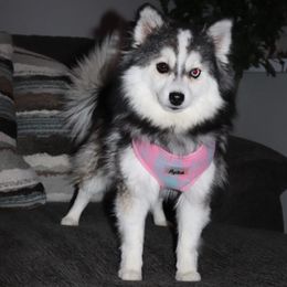 Stormi - Pomsky
