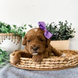 Hope - Red  female Goldendoodle puppy in Pleasant Grove, Utah from Destination Doodles
