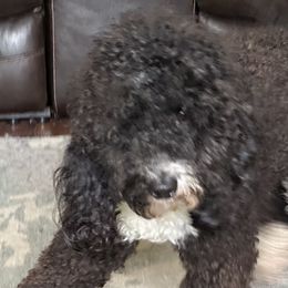 Bernedoodles, Goldendoodles, and Shih Tzus from TrueLine kennels