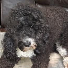 Bernedoodles, Goldendoodles, and Shih Tzus from TrueLine kennels