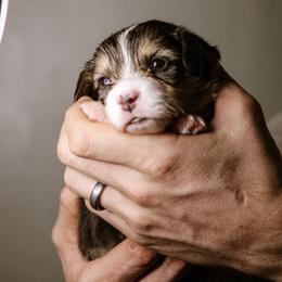 Luke - Black and tan male Pembroke Welsh Corgi puppy in South Otselic, New York from Ridge Top Corgis