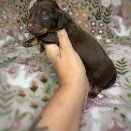 Willow - Chocolate and cream female Dachshund puppy in Beggs, Oklahoma from Parker House Dachshunds