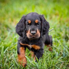 Gray - Black and tan male Gordon Setter puppy in Gordonville, Pennsylvania from Blue Ribbon Setters