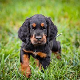 Gray - Black and tan male Gordon Setter puppy in Gordonville, Pennsylvania from Blue Ribbon Setters