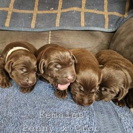 Girl 2 - Chocolate female Labrador Retriever puppy in Boyd, Minnesota from Lindley Labradors
