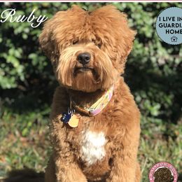 Ruby - Australian Labradoodle