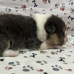 Gus - Blue male Pembroke Welsh Corgi puppy in Fayetteville, Tennessee from Sulphur Springs Corgis