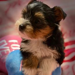 Parti Male - Parti male Yorkshire Terrier puppy in Madera, California from Precious Yorkies