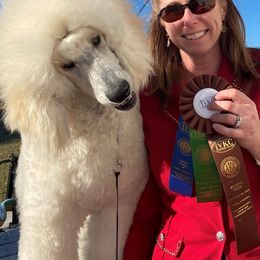 Poodle All Grown Up from Audysey Poodles