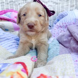 Purple collar - Cream female Goldendoodle puppy in San Antonio, Texas from Pasatiempo Ranch