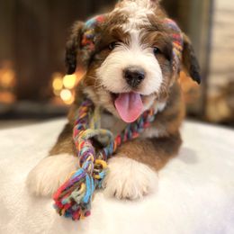 Bernedoodle and Goldendoodle Puppies from Apricot Roots Doodles