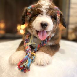 Bernedoodle and Goldendoodle Puppies from Apricot Roots Doodles