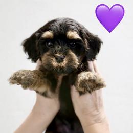 Purple girl - Tri-color female Australian Labradoodle puppy in Anderson, California from Shaggy Doodles