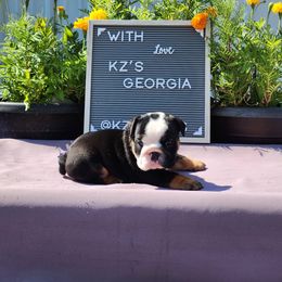 Georgia - Black tri-color female Bulldog puppy in Hillsdale County, Michigan from KZ Bullies LLC