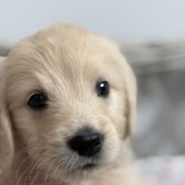 Goldendoodle, Golden Retriever, Poodle, and Shih Tzu Puppies from Platinum Paws Puppies