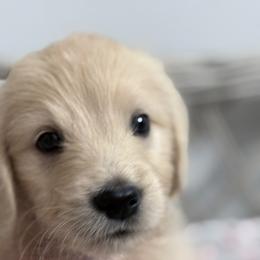 Goldendoodle, Golden Retriever, Poodle, and Shih Tzu Puppies from Platinum Paws Puppies