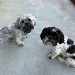 Shih Tzus from Bella’s Beauties