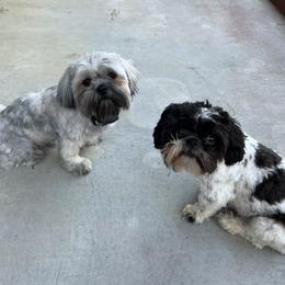 Shih Tzus from Bella’s Beauties
