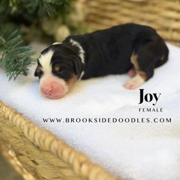 Joy - Tri-color female Bernedoodle puppy in Murrieta, California from Brookside Bernedoodles