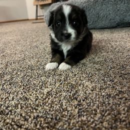 Miniature Australian Shepherd and Toy Australian Shepherd Puppies from Columbia Coast Toy & Mini Aussies