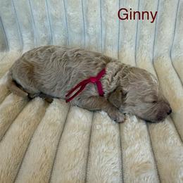 Ginny - Cream female Goldendoodle puppy in Conroe, Texas from Tails of Cypress
