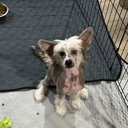 Chinese Crested puppies from Rose’s Chinese Cresteds