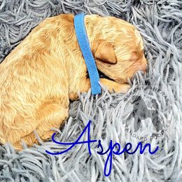 Poodle Puppies from Serene Arenas' Standard Poodles