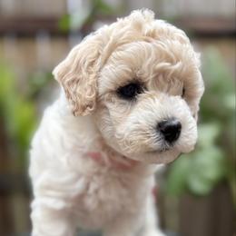 Ariel - Cream female Goldendoodle puppy in Repton, Alabama from Hopkins Doodle Pups