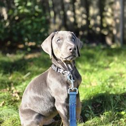 Doberman Pinscher and French Bulldog Puppies from Haus of Hound